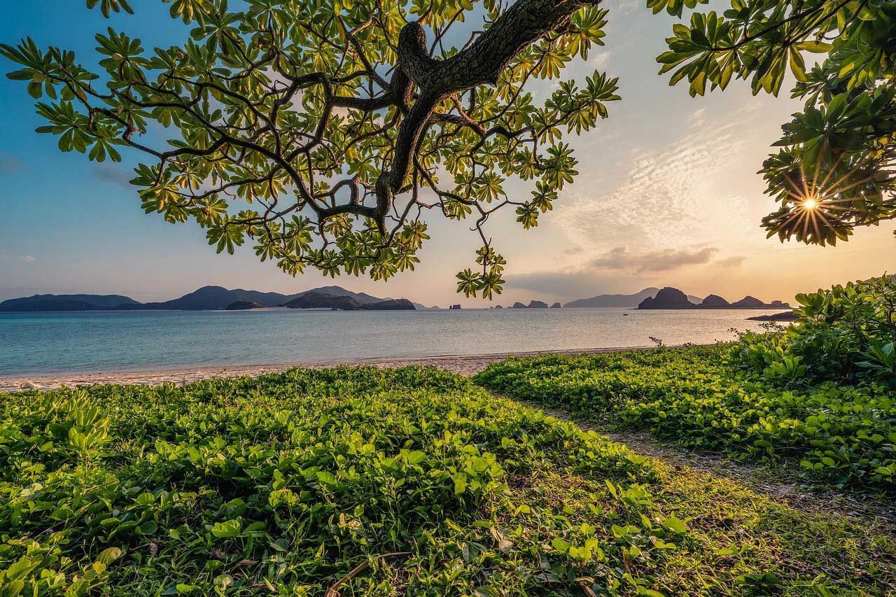 Sunlit Tropical Beach View with Green Foliage Framing a Calm Ocean and Distant Islands