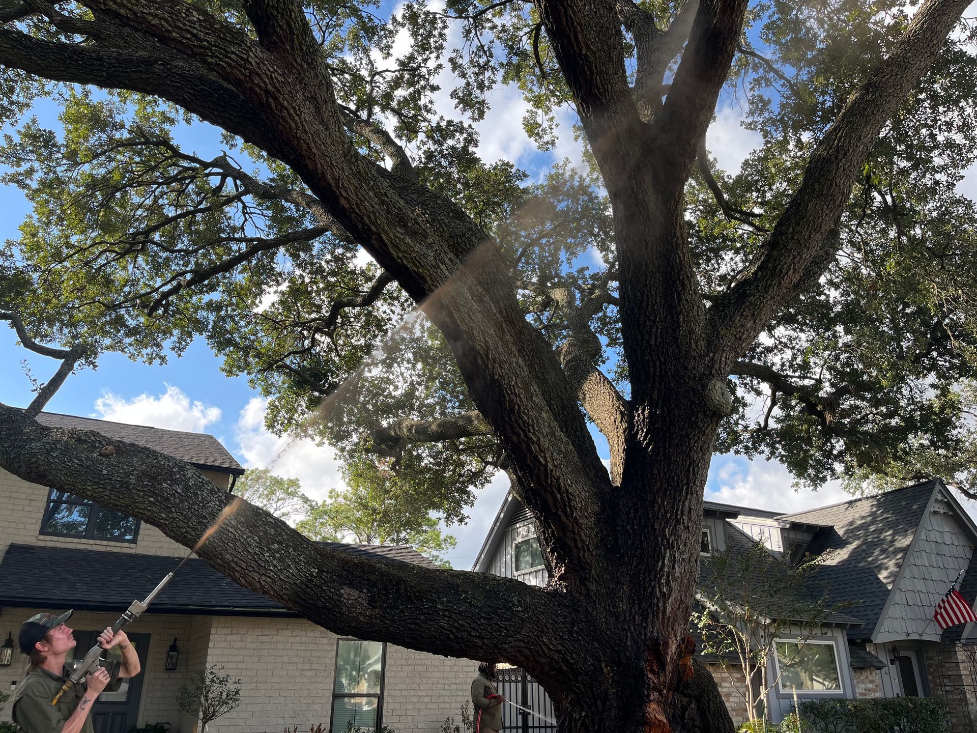 Crew member spraying a tree health care treatment into the canopy of a large live oak tree in front of a home