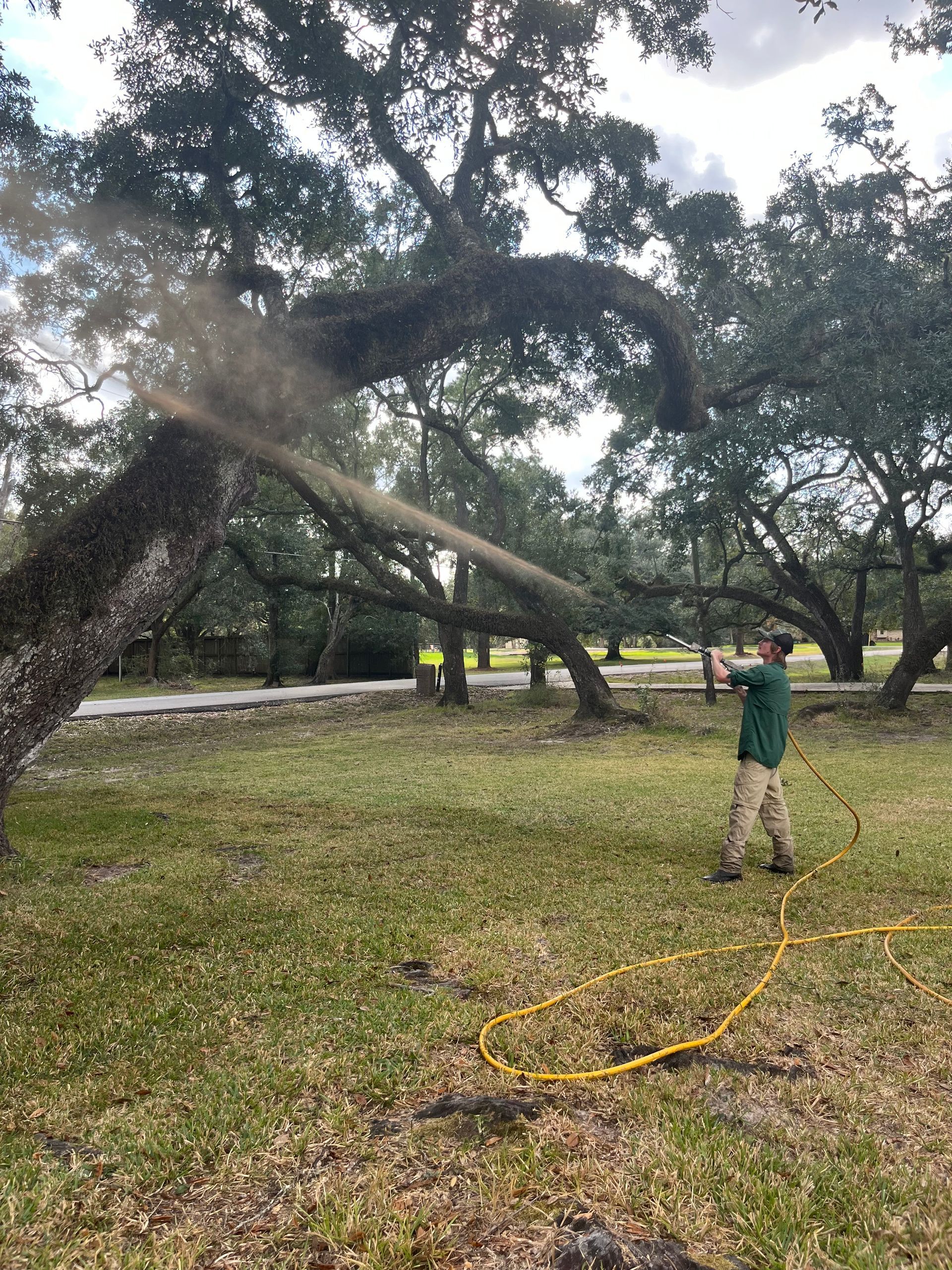 Crew member treating the root zone at the base of a large live oak tree in a residential neighborhood