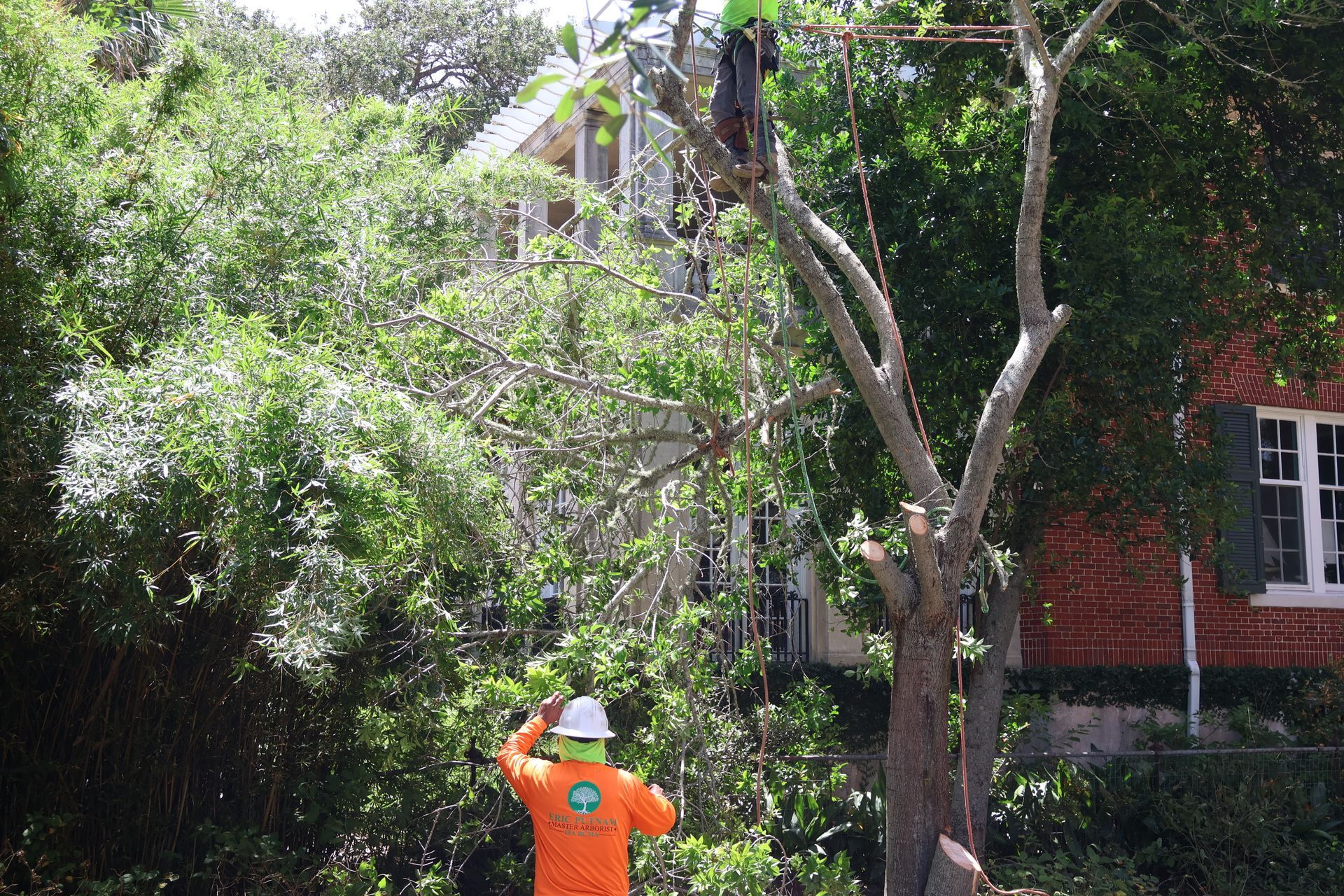 Tree Removal Service Houston Near Me