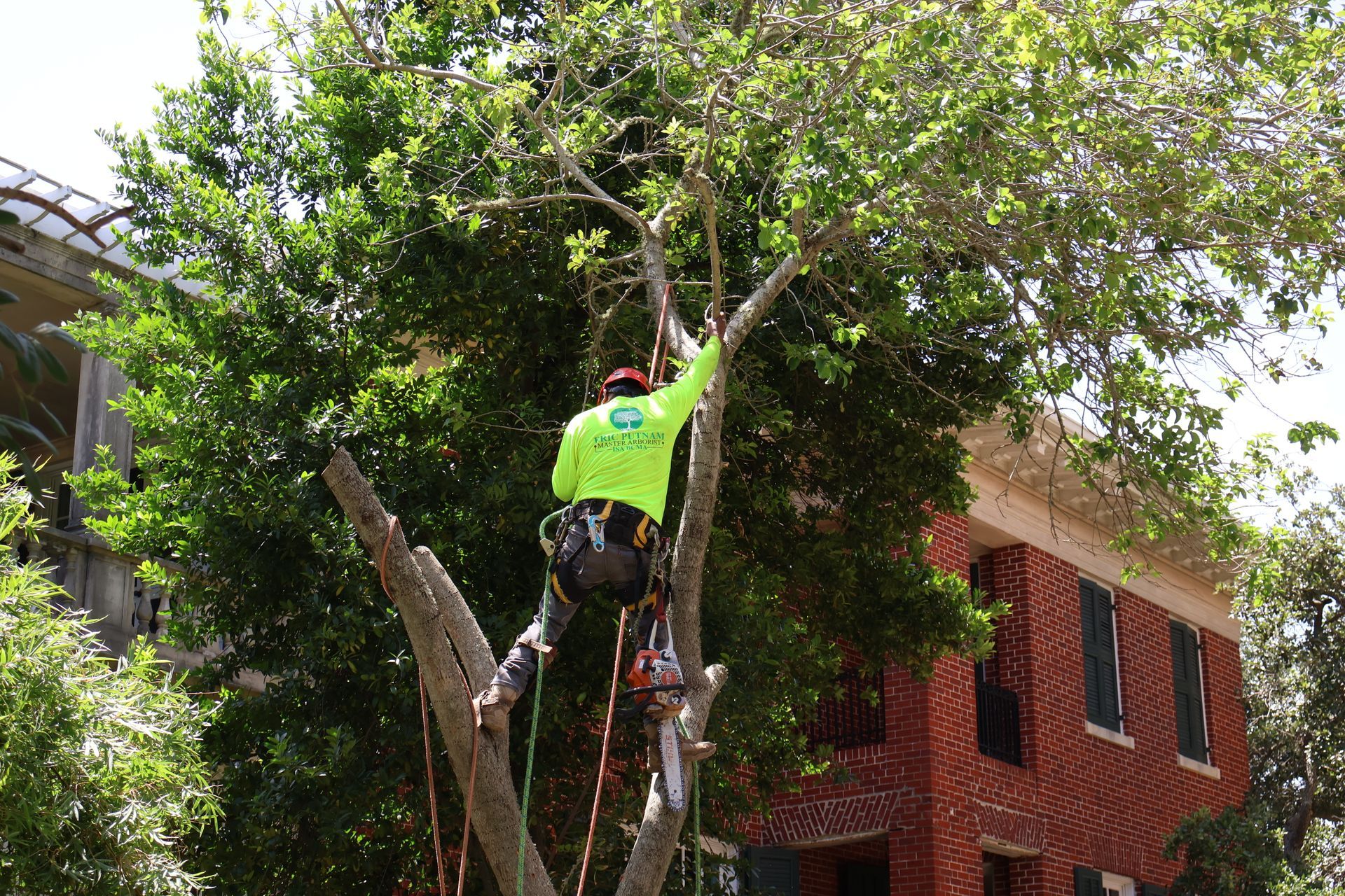 Tree Removal Near Me Seabrook