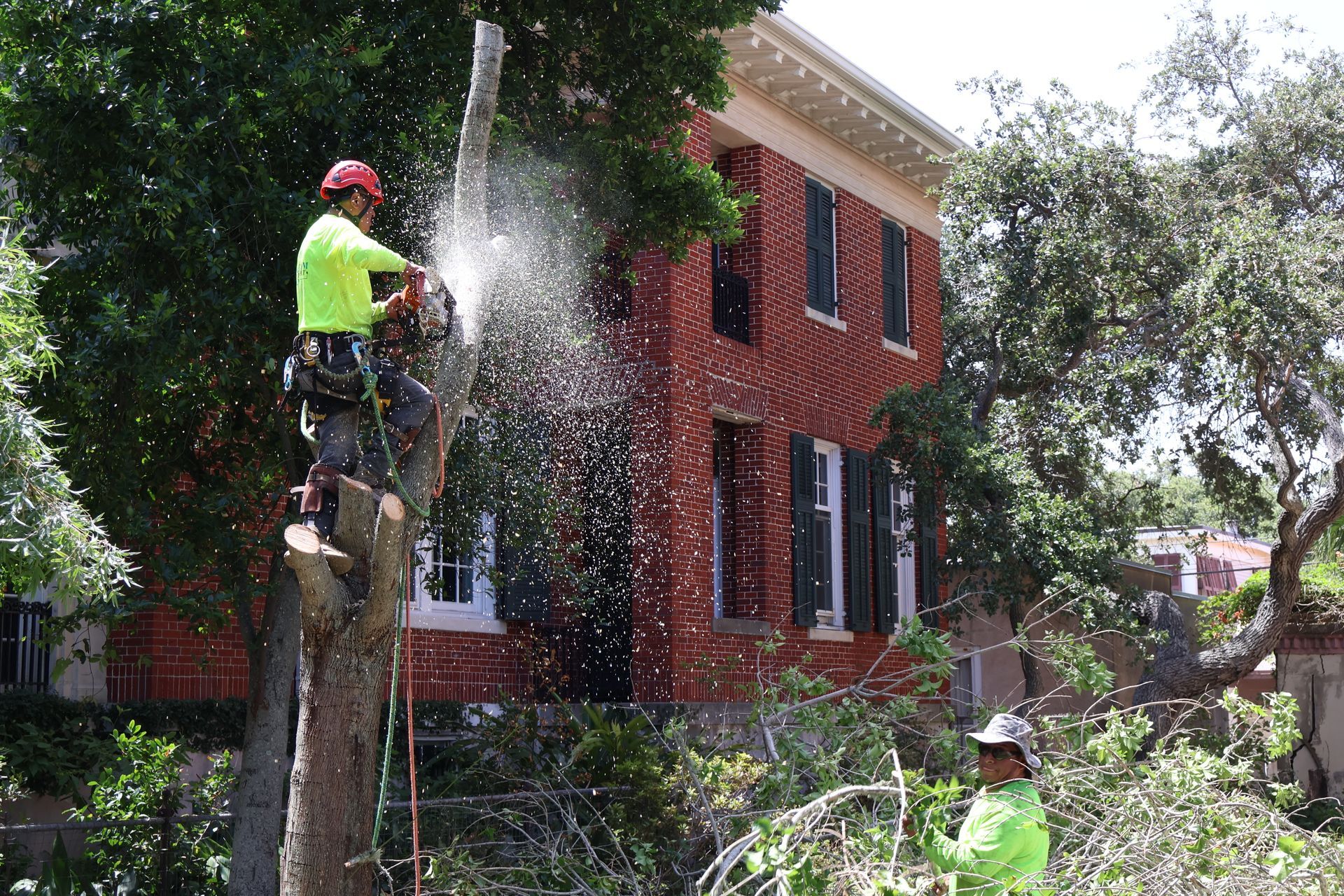 Tree Removal Arborist Seabrook Texas