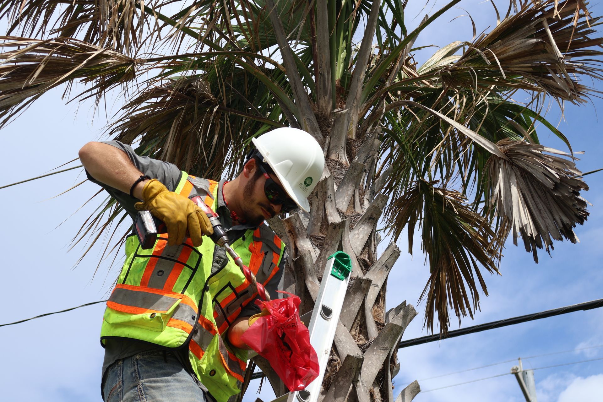 Tree Treatment Houston