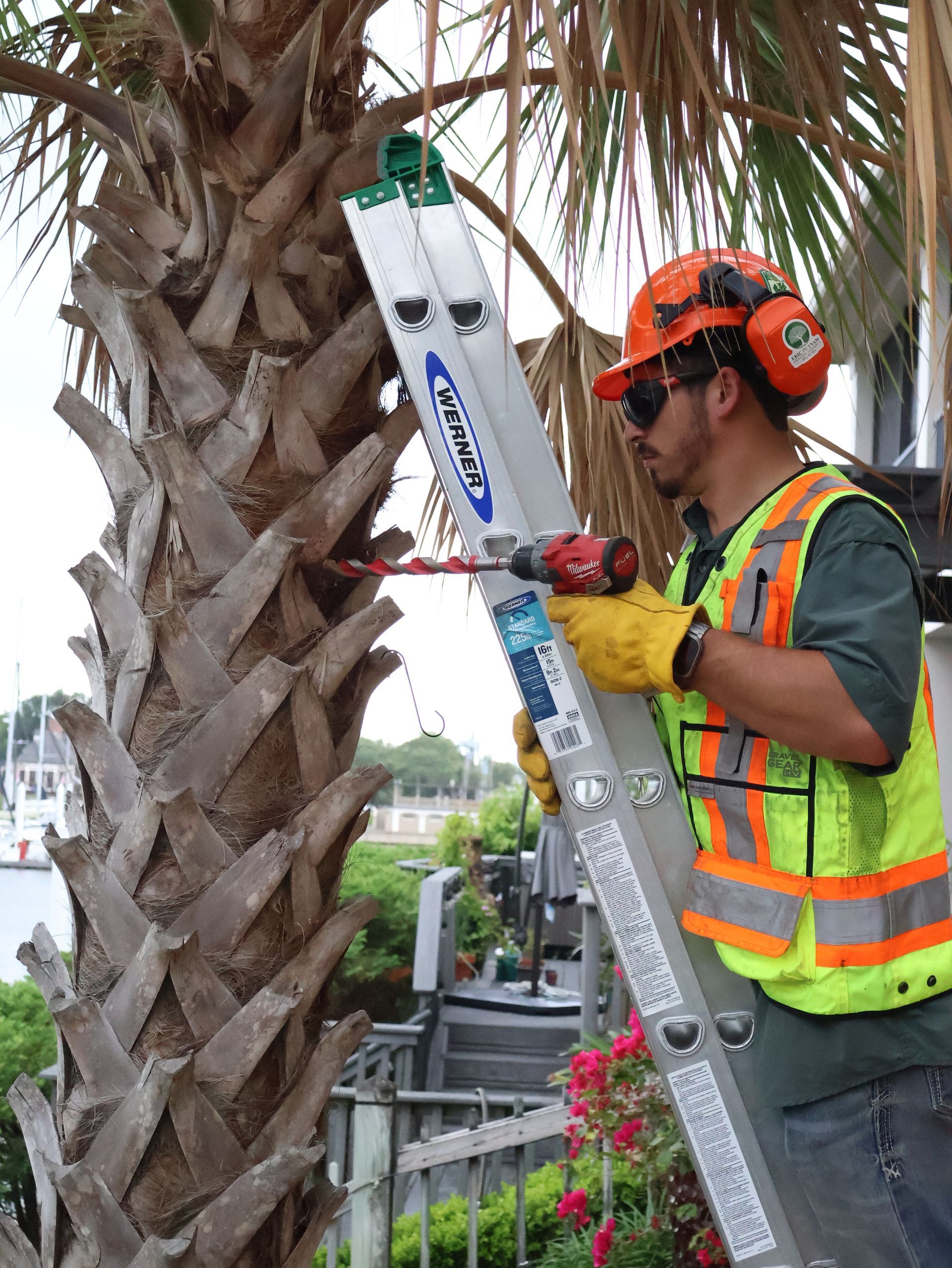 Tree Health / Arborist Consultations Hillsboro