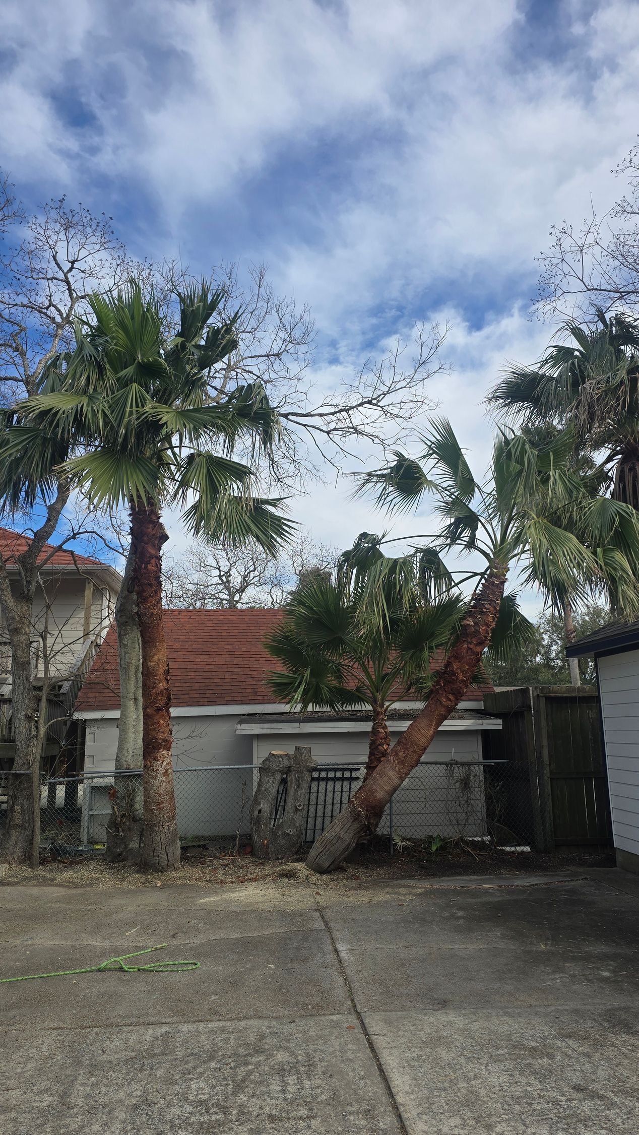 palm tree in Houston after trimming