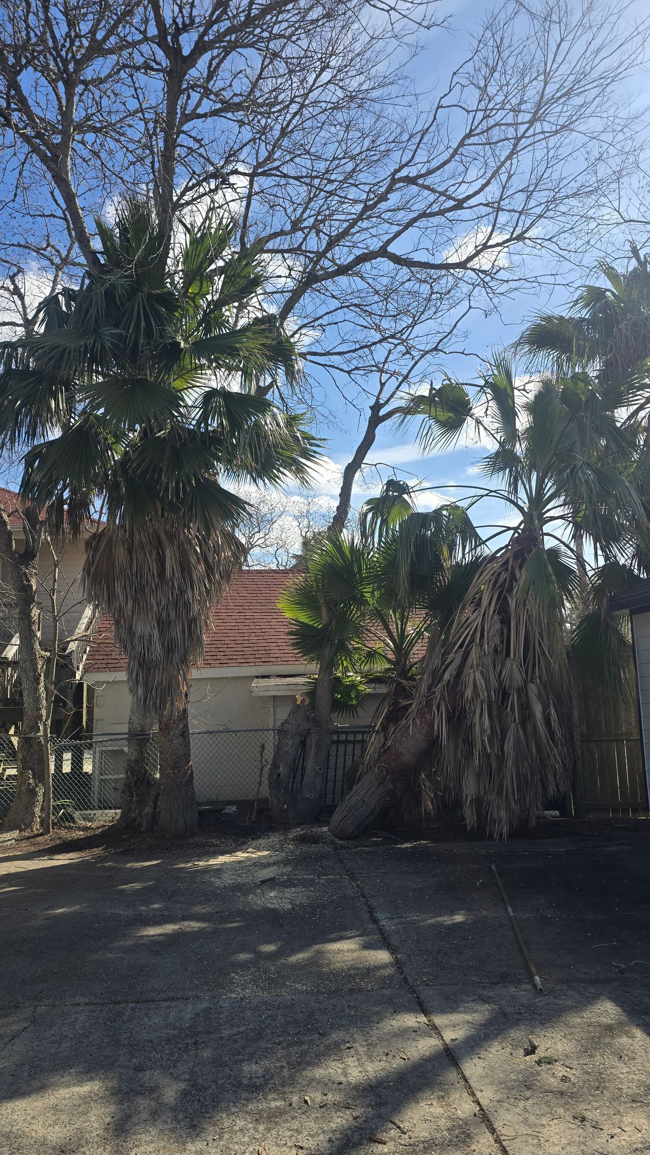 palm tree in Houston before trimming