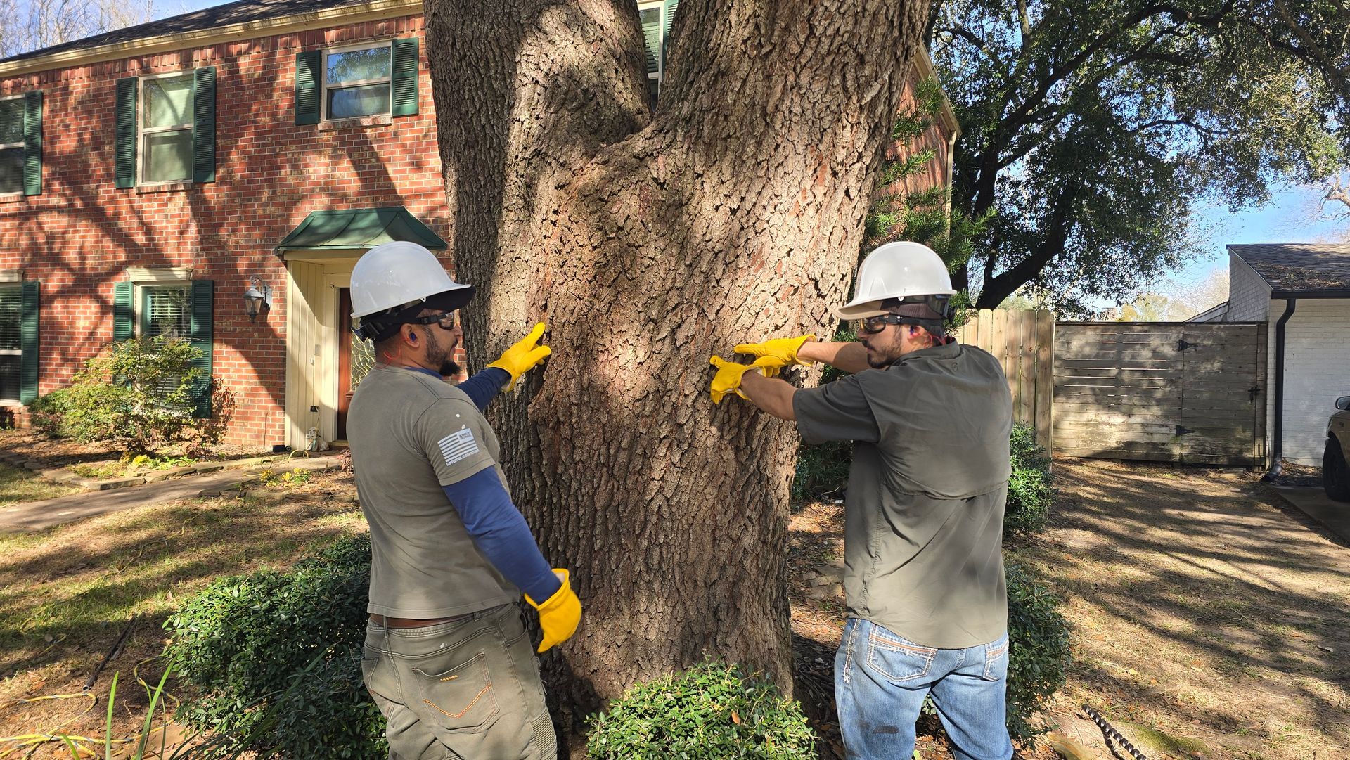 Damaged Tree Arborist In Houston