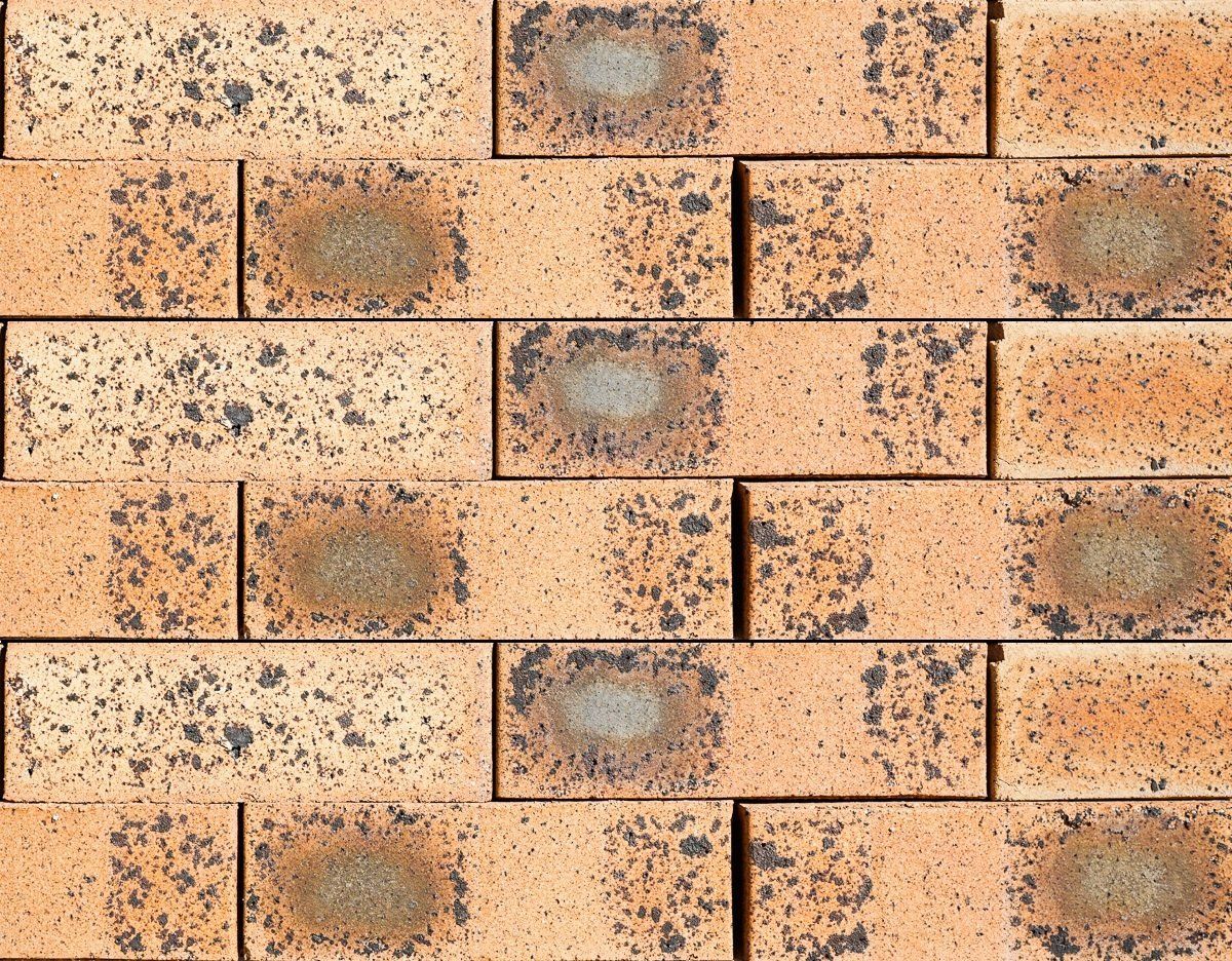 Brick Regal Gold Flash — Brisbane, QLD — Apollo Landscaping Supplies