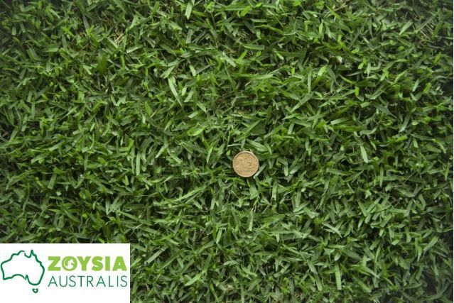 Green Zoysia Australis grass with a coin in the center.