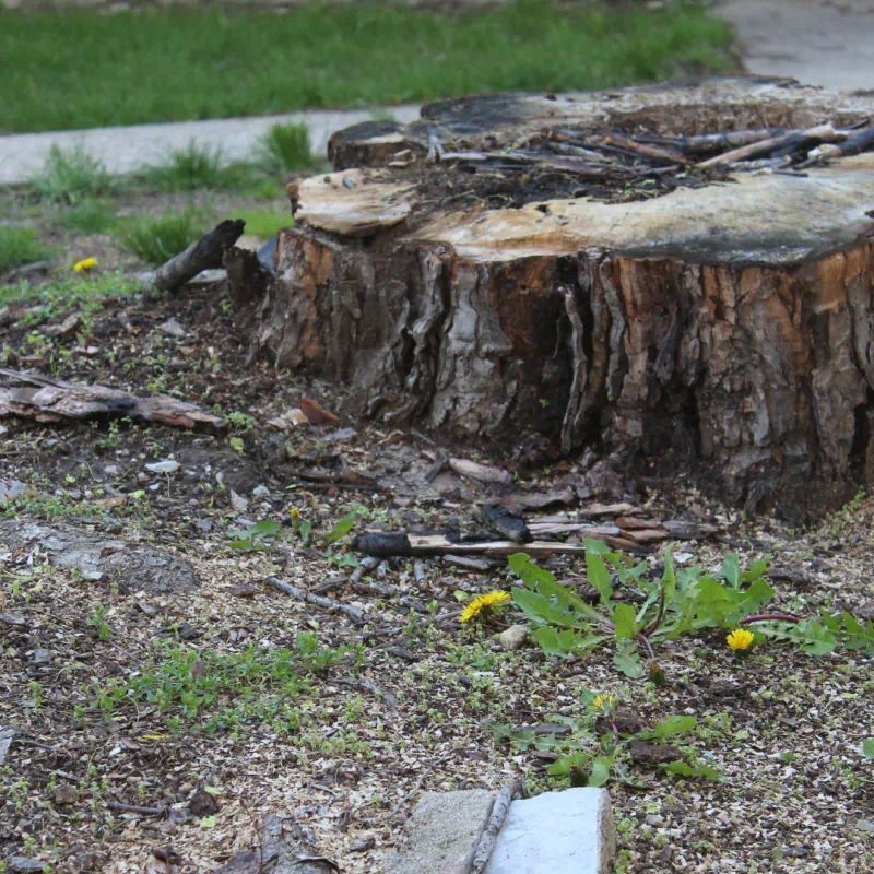 Stump of a cut tree with rough bark, surrounded by wood chips, debris, and small plants; a few dandelions bloom.