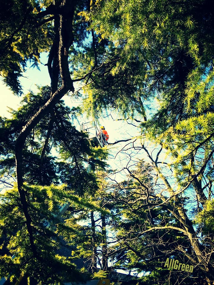 tree climbing
