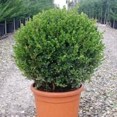 noleggio piante