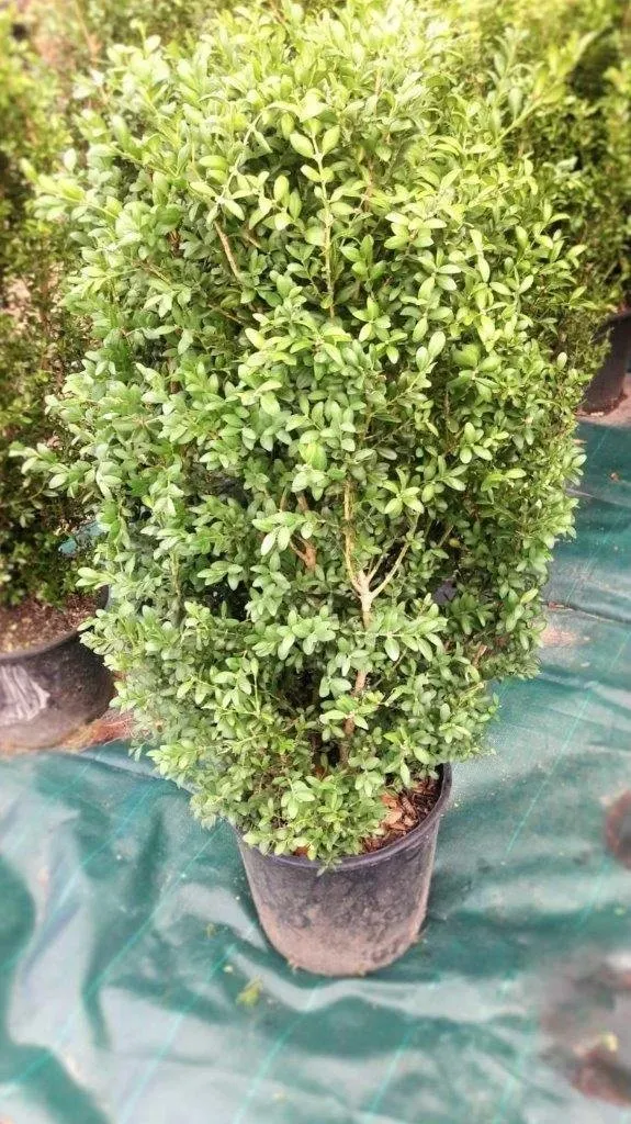 noleggio piante