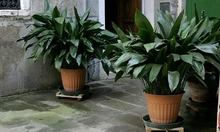 noleggio piante