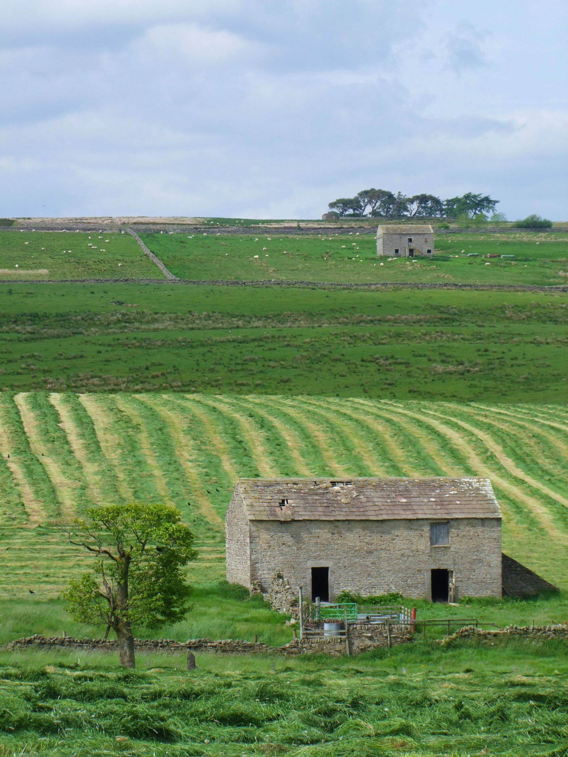 Baldersdale Hay meadows Caroline Mills