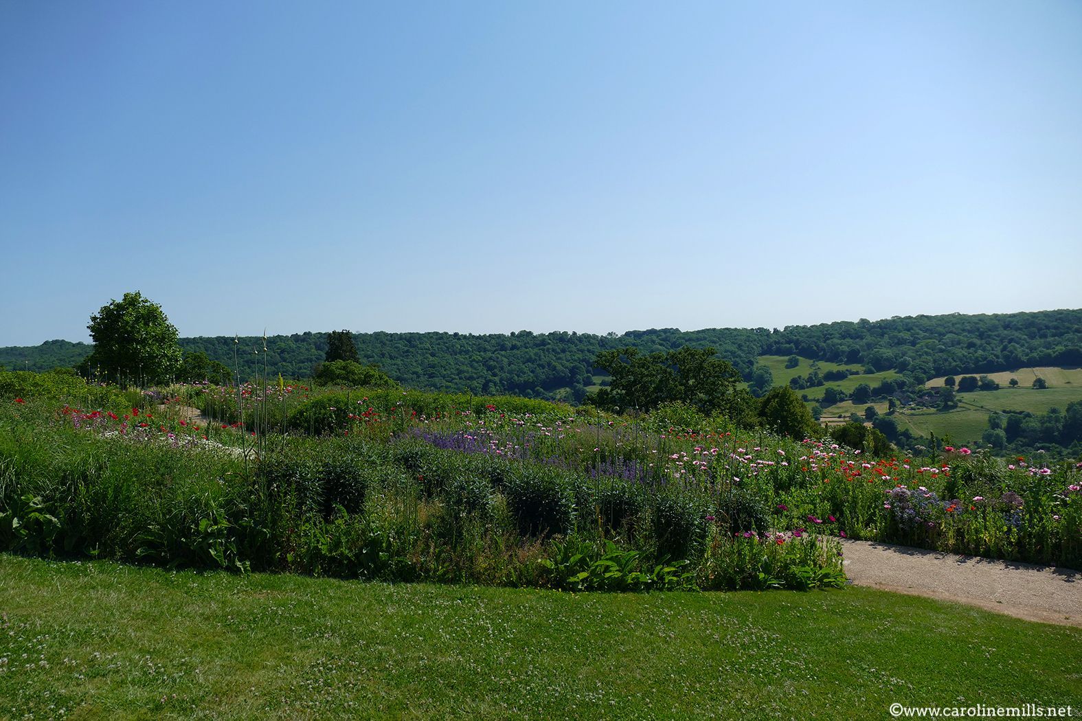 A field of flowers with a path going through it