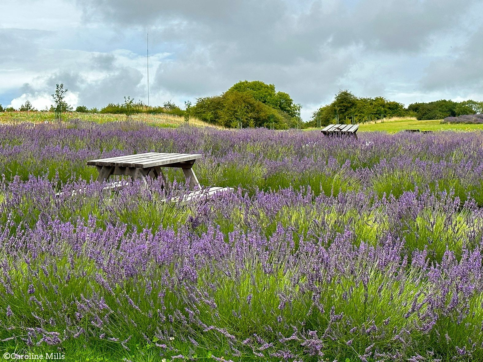 A field of purple flowers with a wooden bench in the middle.