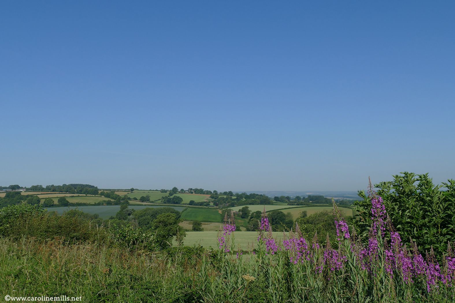 A landscape with a blue sky and purple flowers in the foreground