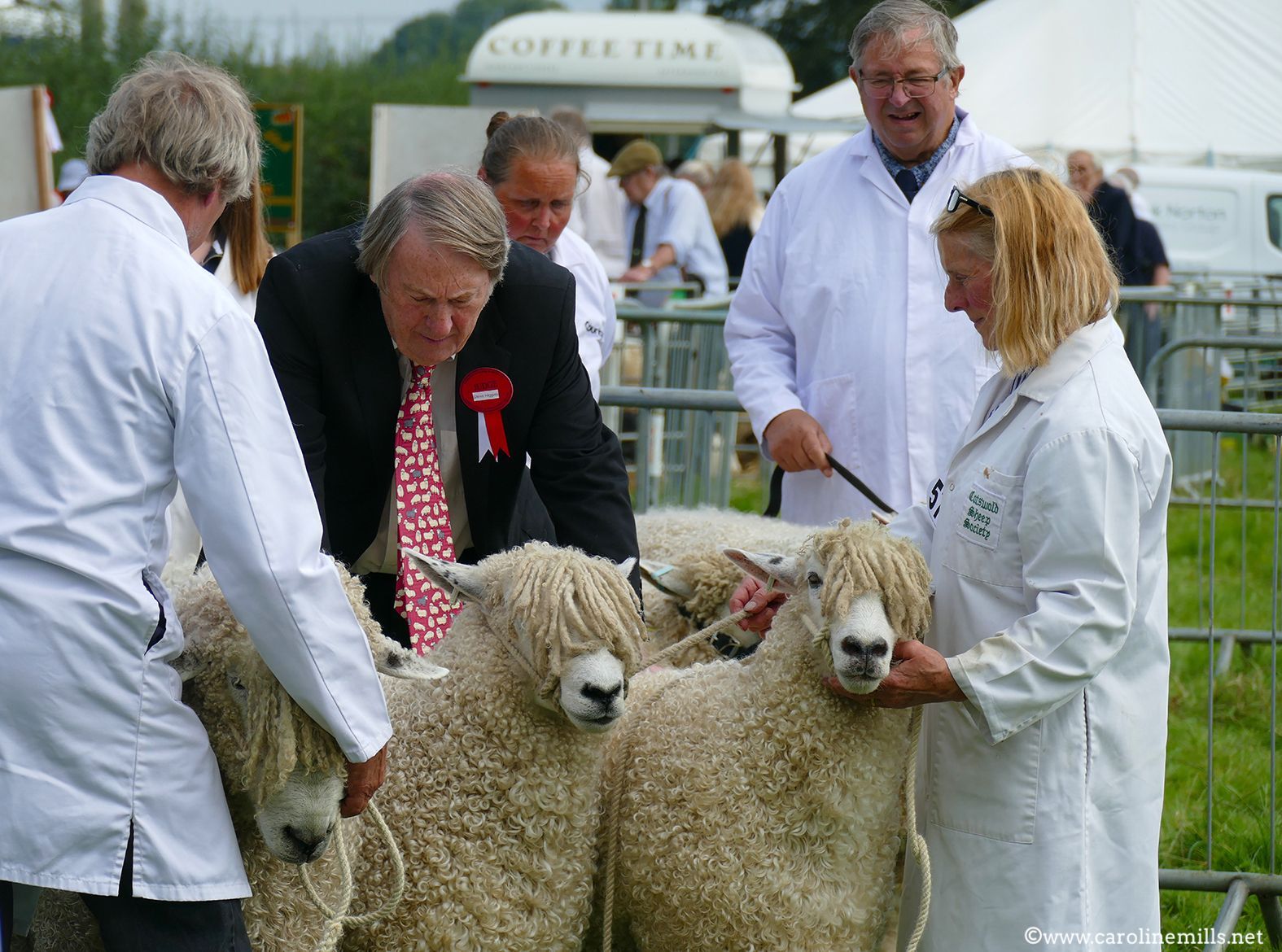 A group of people standing around a flock of Cotswold sheep  being judged
