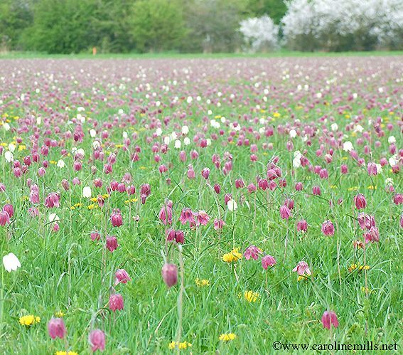 A field of purple and white snakehead fritillary flowers in the grass