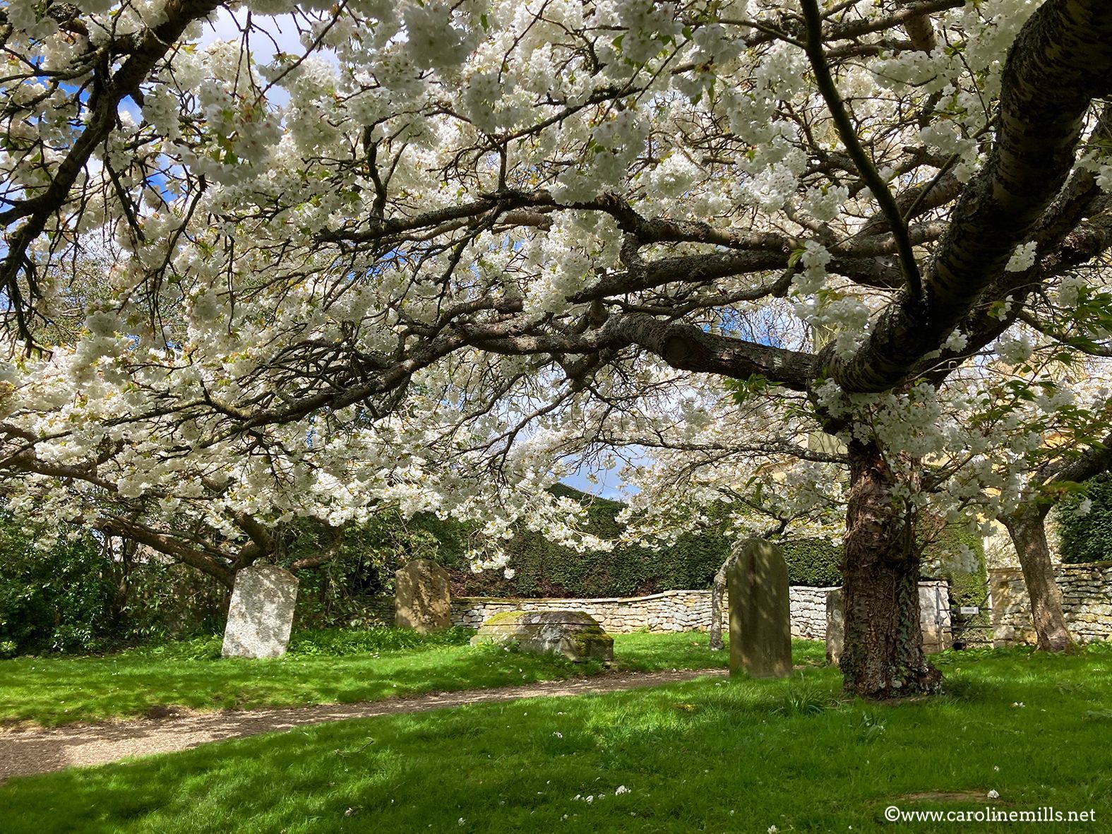 A tree with lots of white flowers on it in a park.