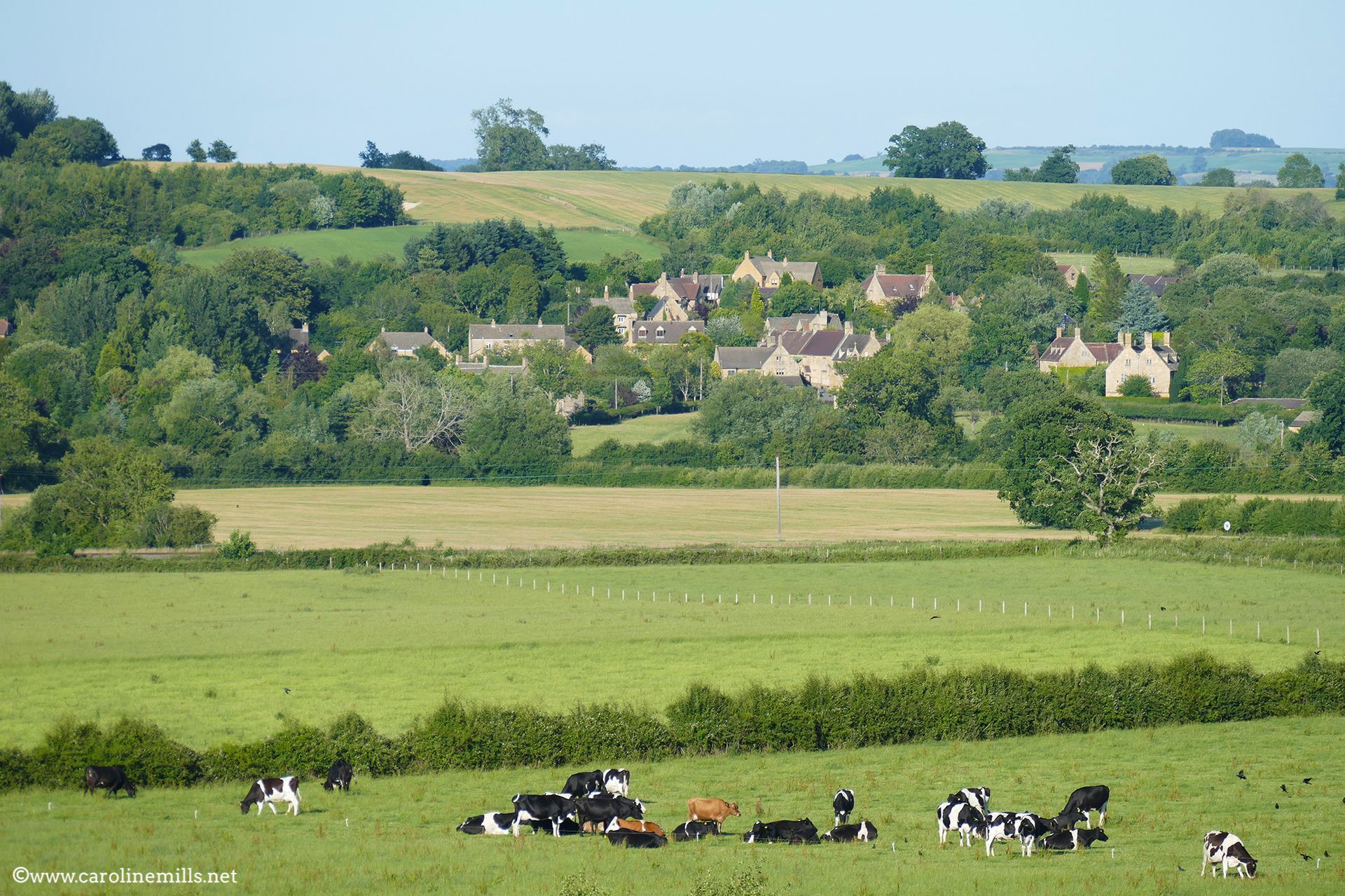 A herd of cows grazing in a field with a village in the background