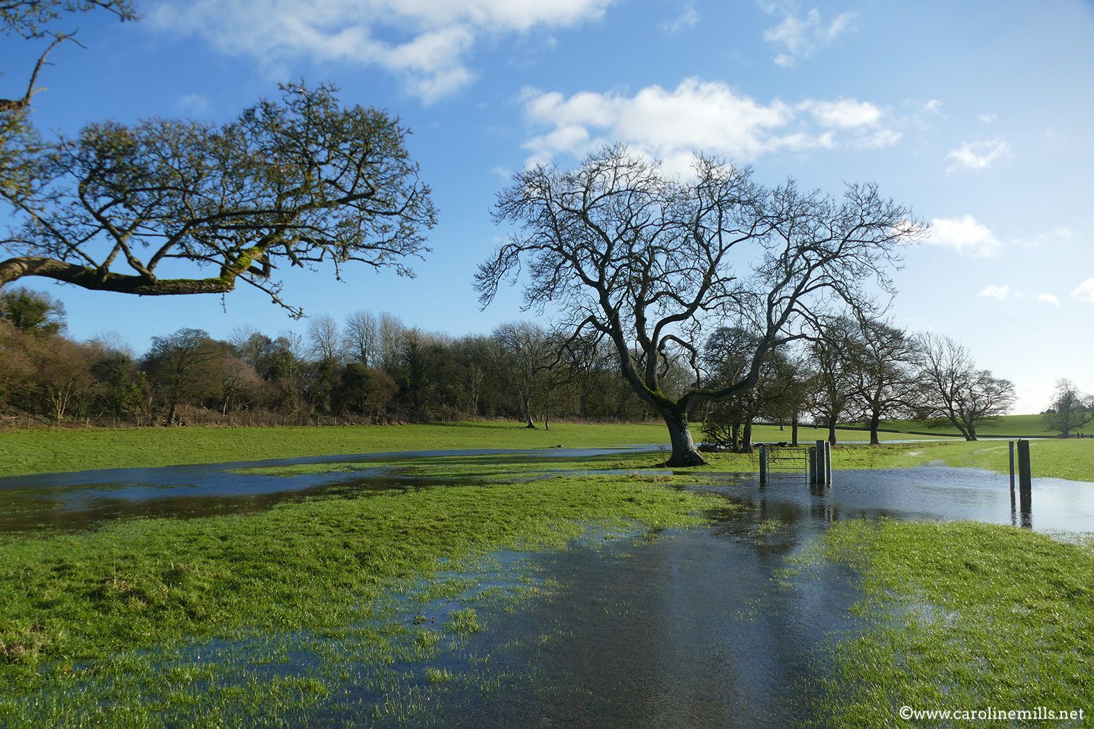 A tree in the middle of a flooded field