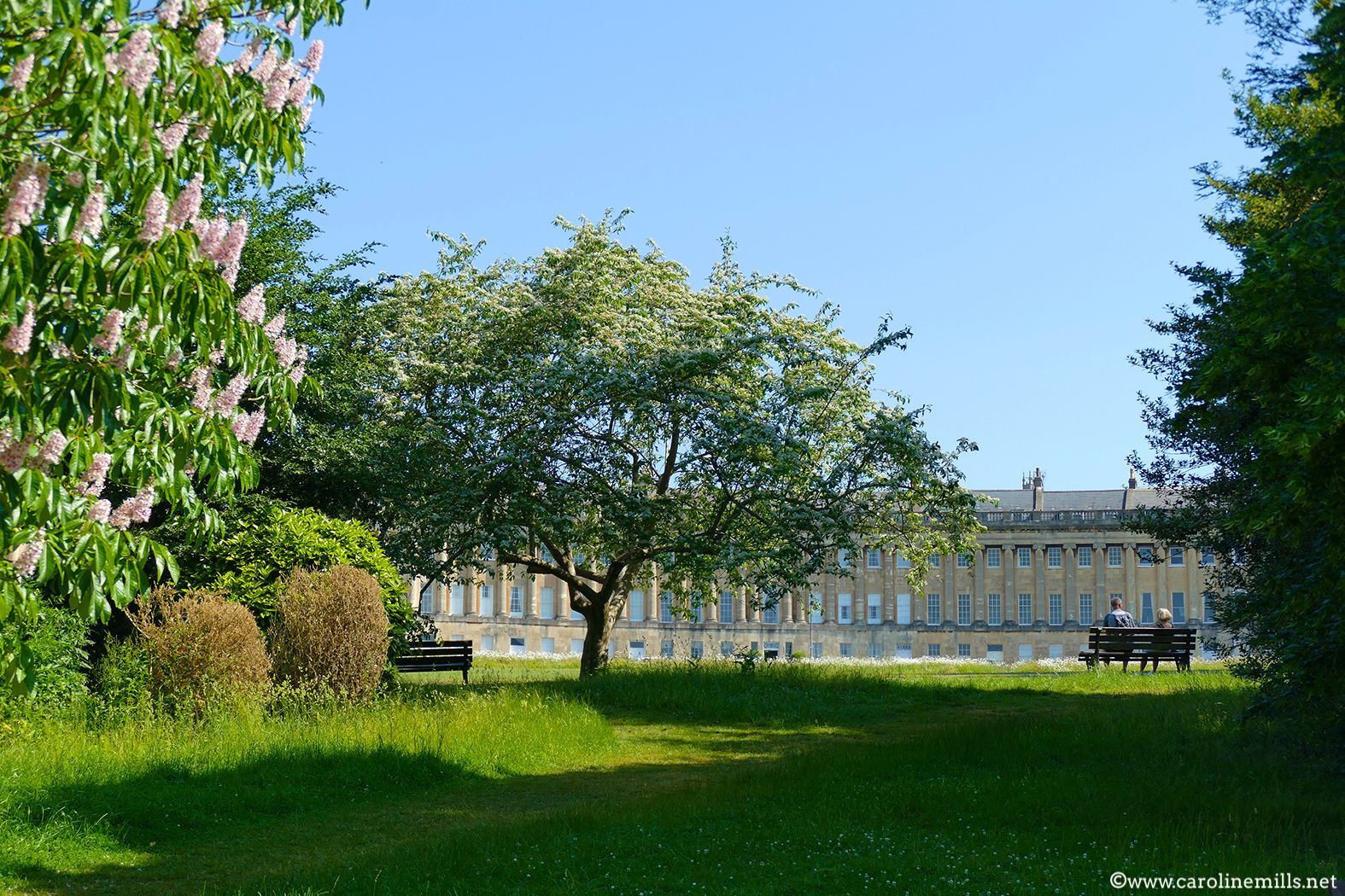 A tree in a park with a building in the background