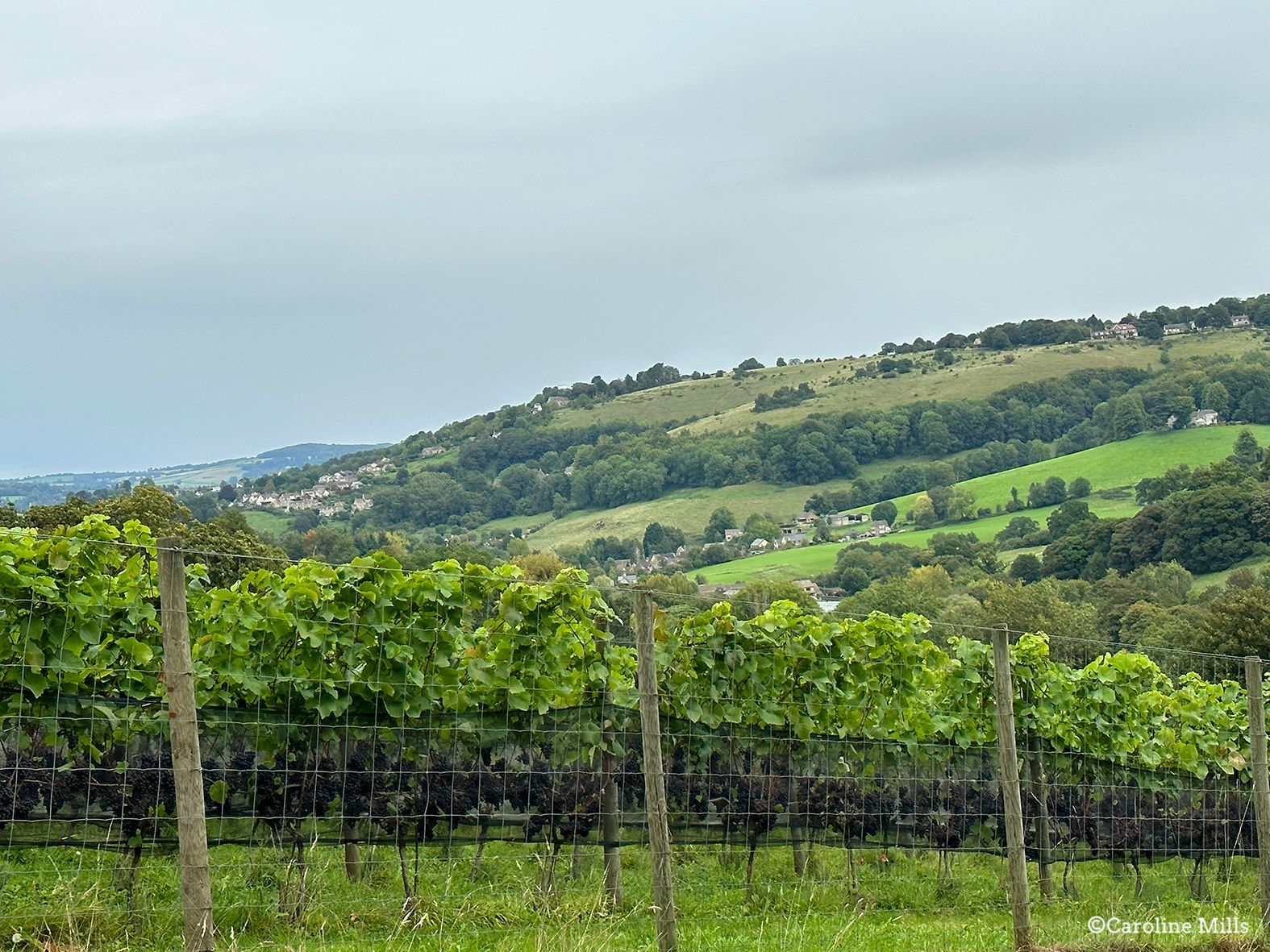 A vineyard with a hill in the background on a cloudy day