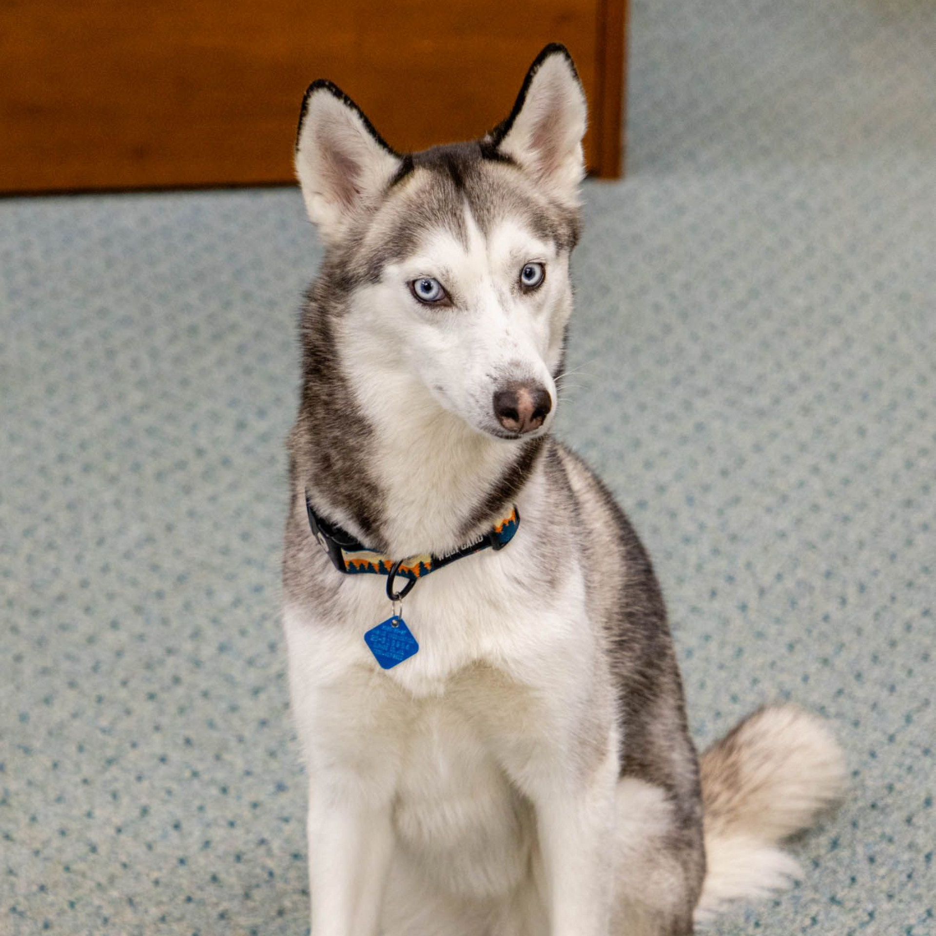 Siberian Husky with blue eyes, wearing a blue tag and collar, sitting on a light blue carpet.