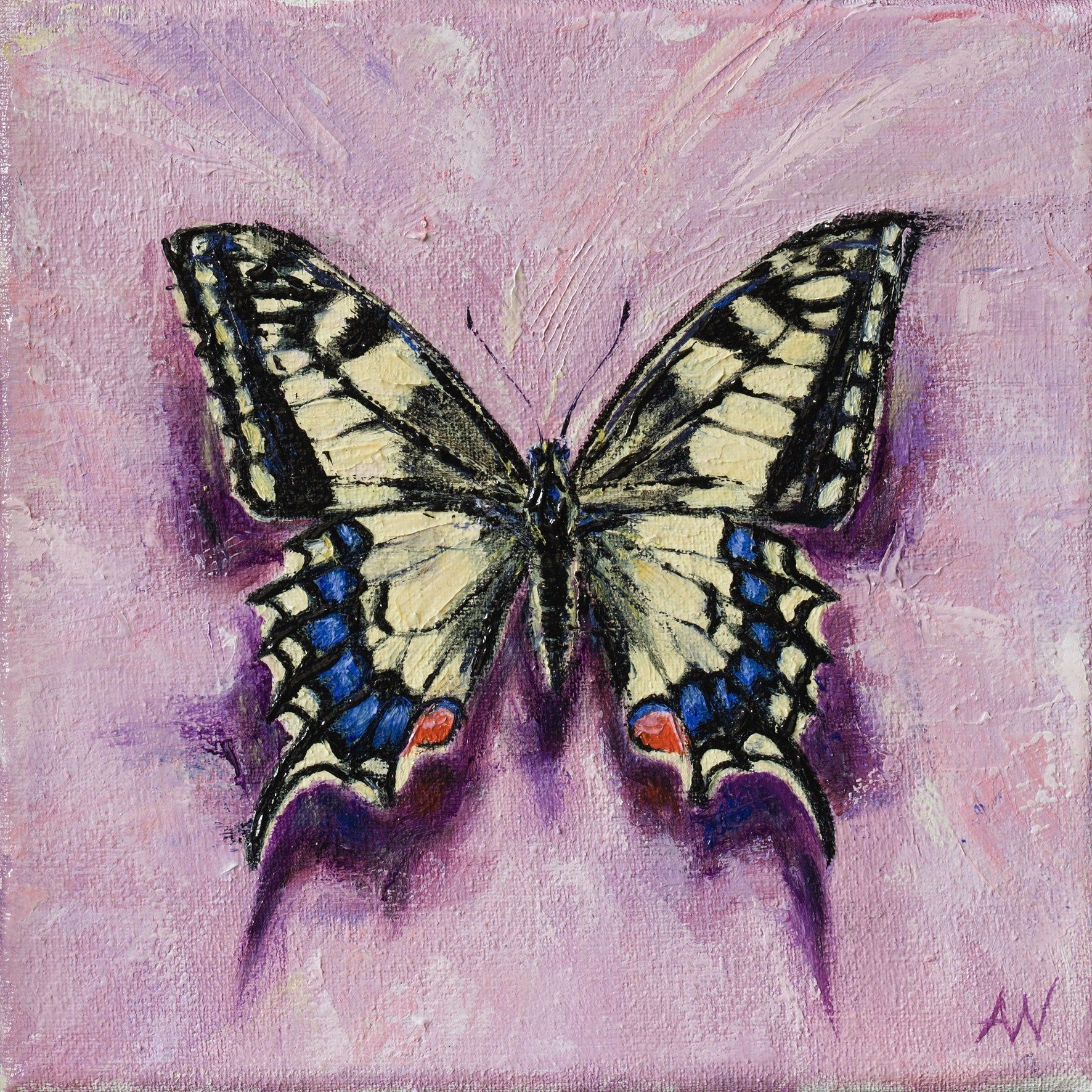 Butterfly with cream and black wings, blue and red markings, on a lavender background.
