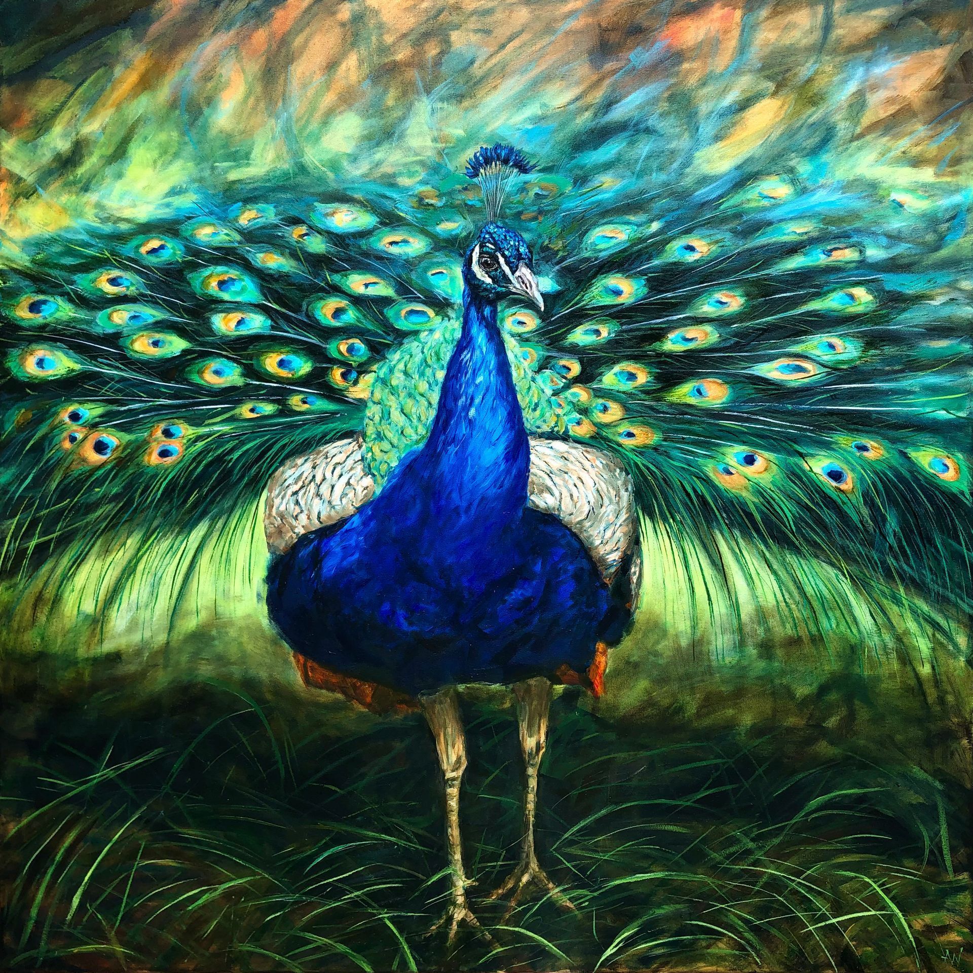 Peacock displaying brilliant blue, green, and white feathers. Standing in tall grass with an orange and yellow background.