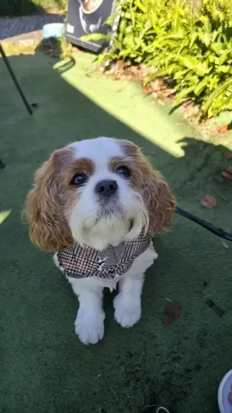 Small brown-and-white dog in a sweater sitting on green turf outdoors, looking up at the camera.