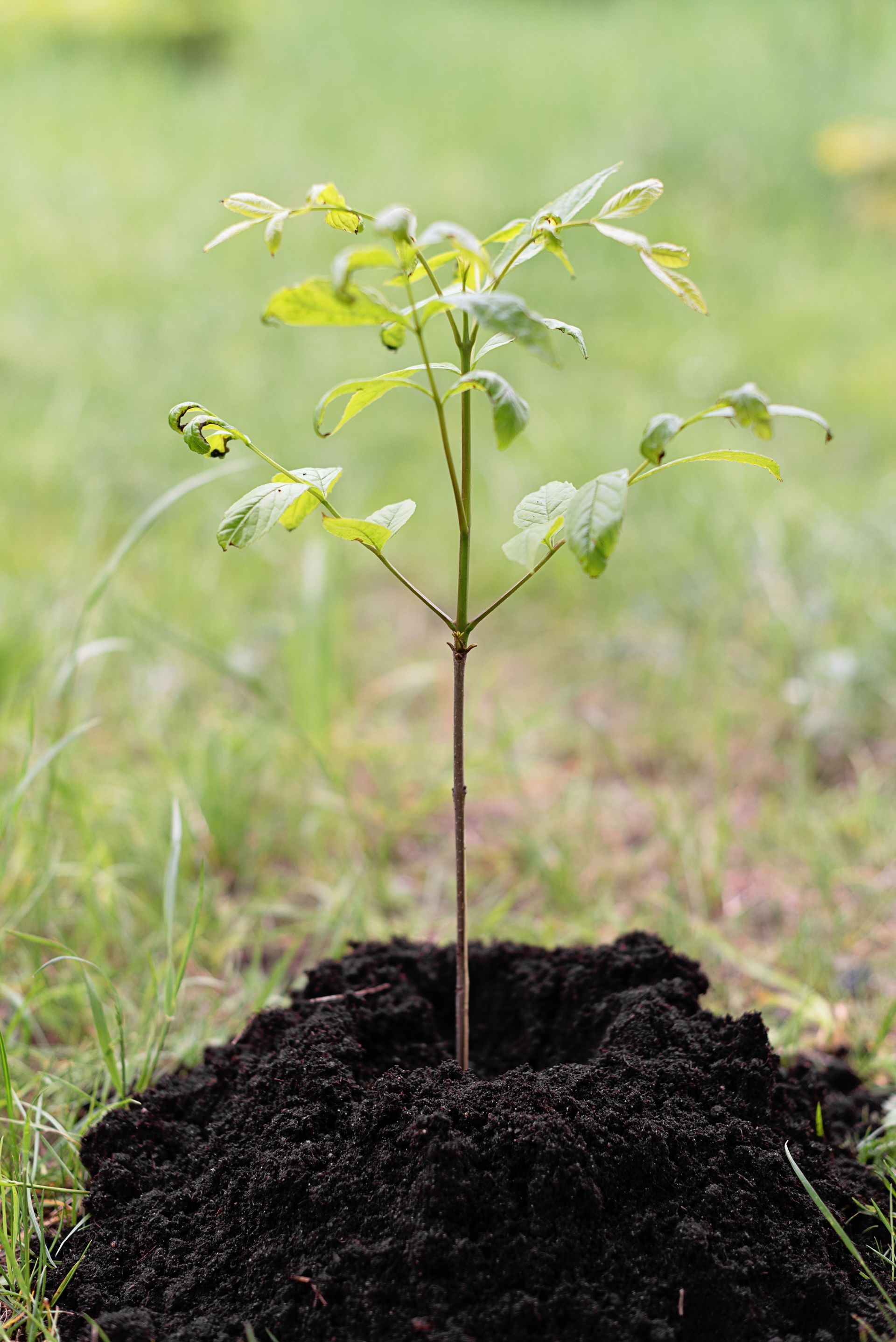 Hands of several people digging soil around a young tree sapling outdoors.