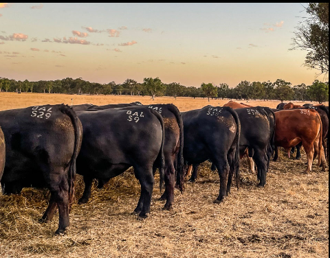 Balamara Limousin & Angus Stud March 24th, 2023