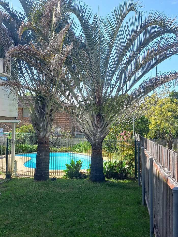 A Fenced In Backyard With Palm Trees And A Pool — McCarthys Property Services in Woolgoolga, NSW