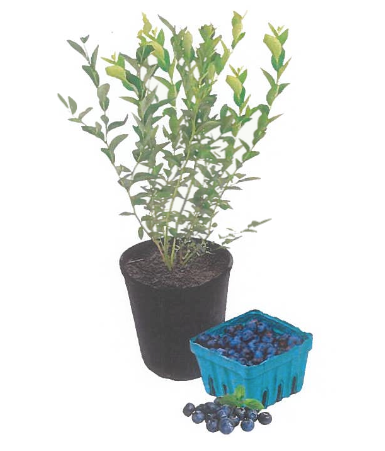 Un plant de myrtille en pot à côté d'une caisse bleue de myrtilles mûres