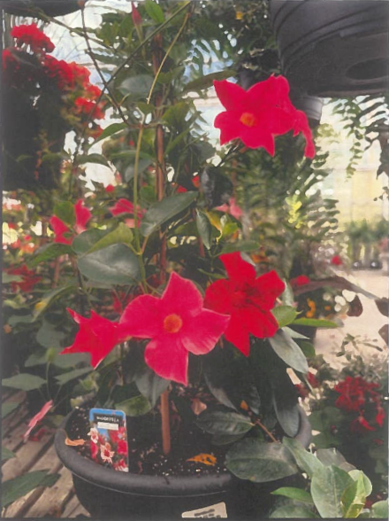 Fleurs rouge vif dans un pot suspendu avec des feuilles vertes dans une serre ou un jardin.