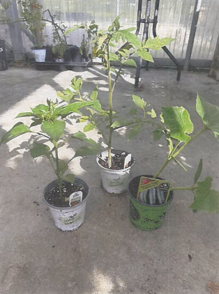 Trois plantes vertes en pot sur une terrasse en béton au soleil
