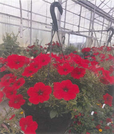 Panier suspendu de pétunias rouge vif dans une serre