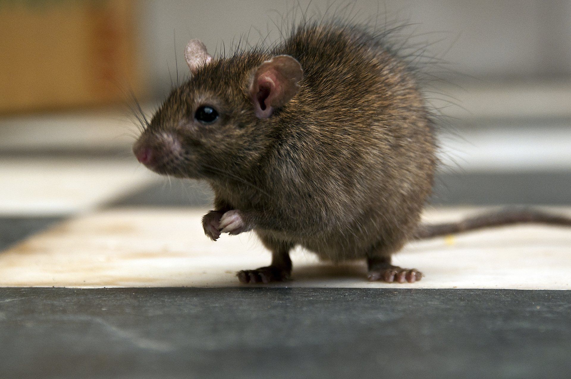 Rats — Onalaska, WI — Precise Pest Control LLC