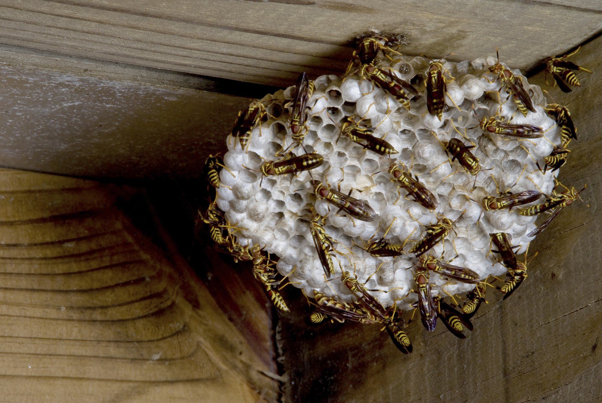 Bees — Onalaska, WI — Precise Pest Control LLC