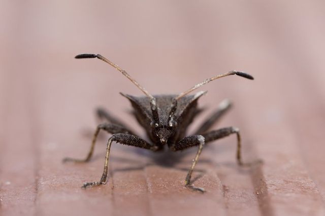 Bedbugs — Onalaska, WI — Precise Pest Control LLC