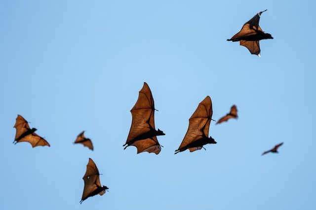 Bats — Onalaska, WI — Precise Pest Control LLC
