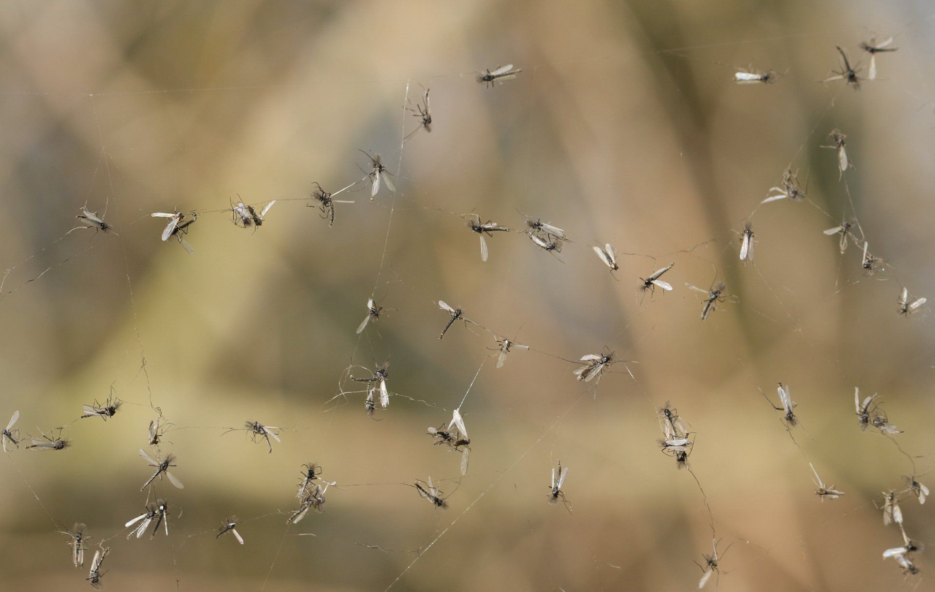 Gnats — Onalaska, WI — Precise Pest Control LLC