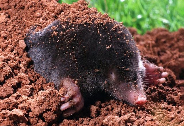Moles — Onalaska, WI — Precise Pest Control LLC