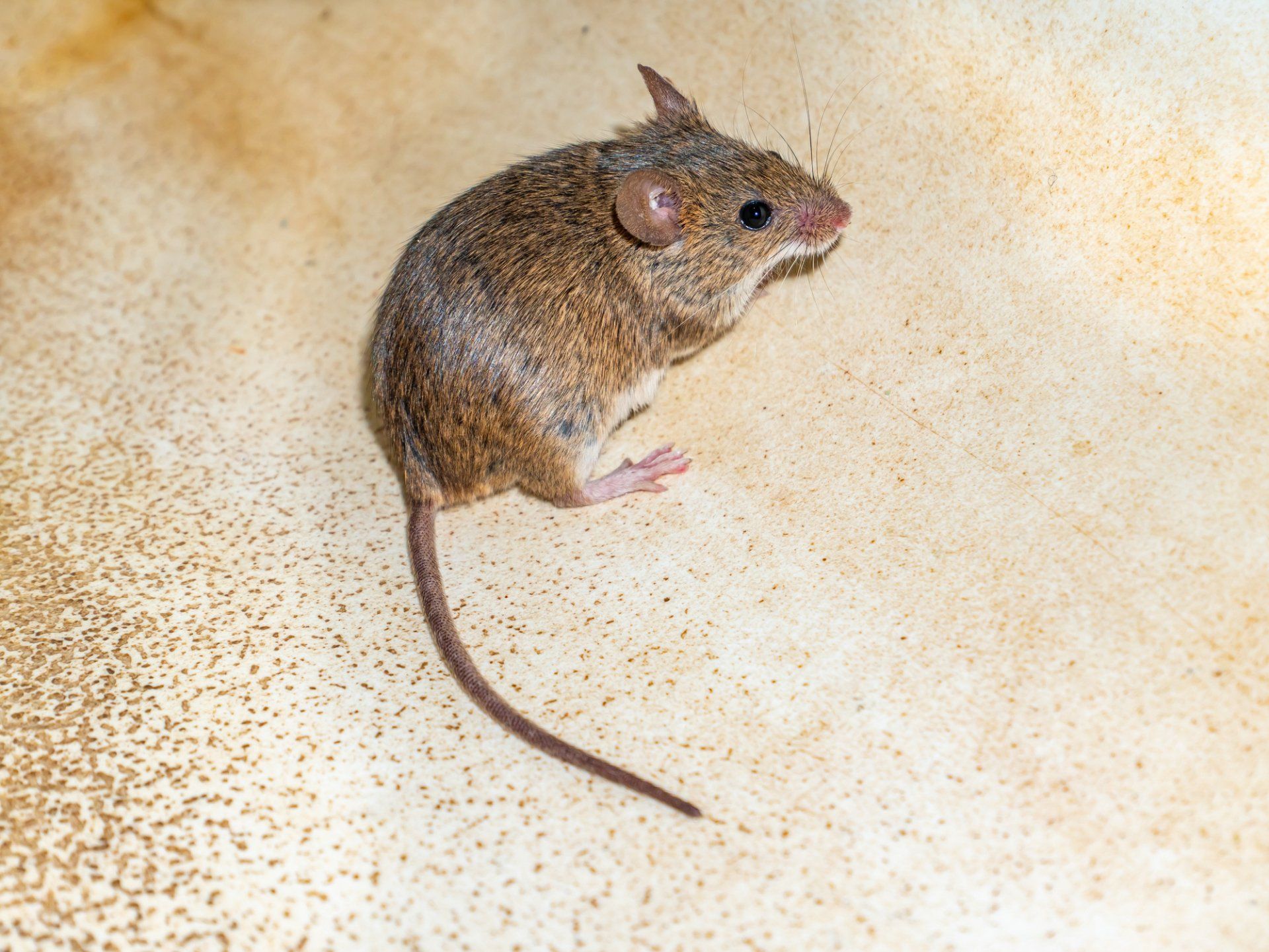 Mice — Onalaska, WI — Precise Pest Control LLC