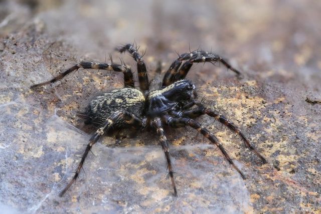 Wolf Spiders — Onalaska, WI — Precise Pest Control LLC