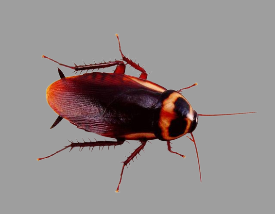 Roaches — Onalaska, WI — Precise Pest Control LLC
