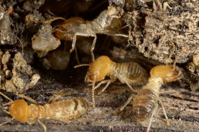 Termites — Onalaska, WI — Precise Pest Control LLC